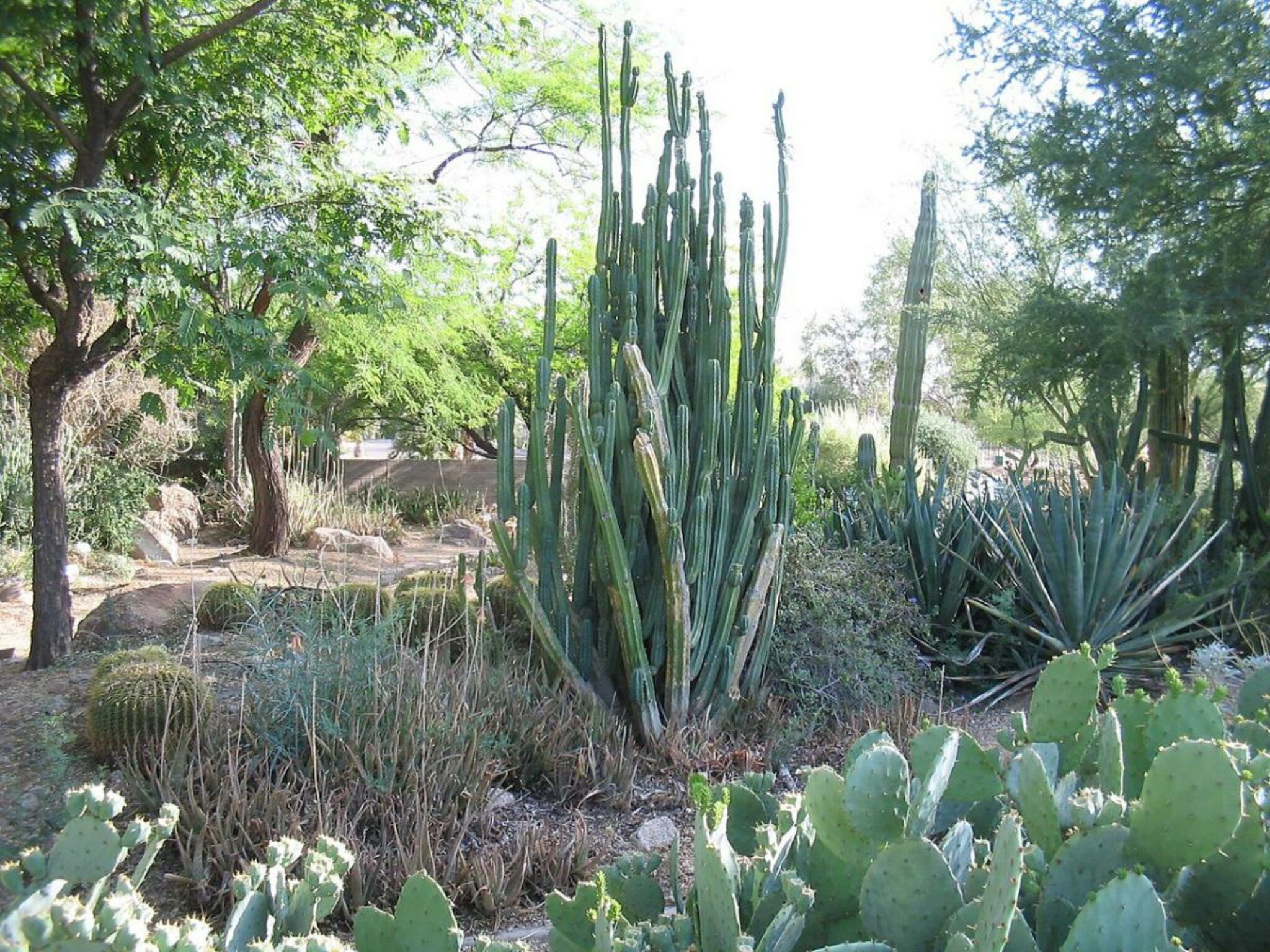 Guide De San Pedro Cactus. Comment Prendre Soin D'Echinopsis Pachanoi